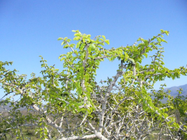 Porlieria chilensis